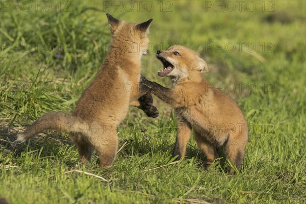 Red fox. Vulpes vulpes. Red fox cubs playing together in a meadow. Province of Quebec. Canada