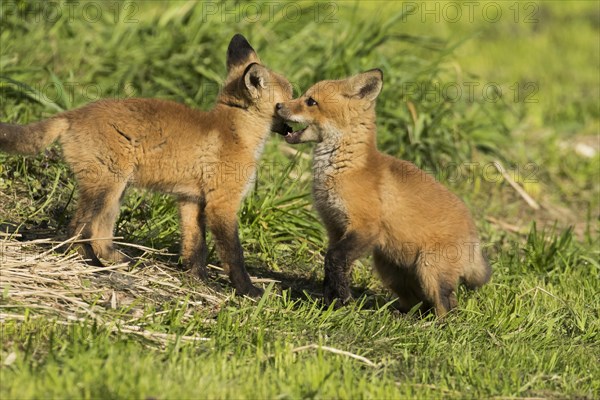 Red fox. Vulpes vulpes. Red fox cubs playing together in a meadow. Province of Quebec. Canada