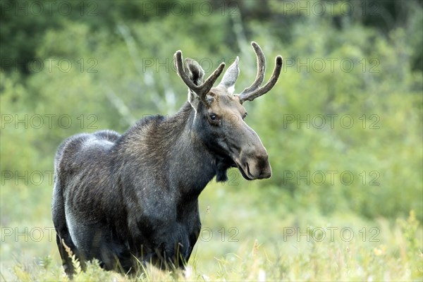 Moose. Alces alces. Young bull moose standing on a lakeshore and watching. La Mauricie national park. Province of Quebec. Canada