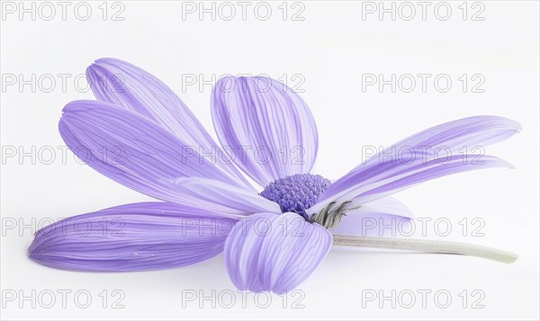 Pale purple chamomile flower on white background, closeup AI generated