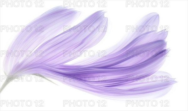 Brush stroke resembling a lily petal, in serene lavender color on white background AI generated