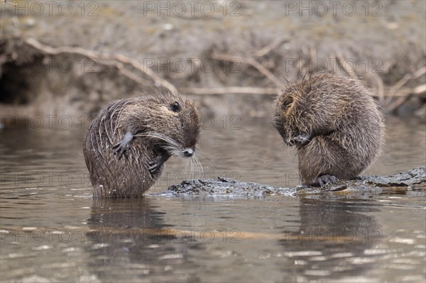 Two nutria (Myocastor coypus), wet, sitting and preening opposite each other, both bent over, one nutria sitting on a branch lying in the water, profile view, background blurred riverside vegetation, Rombergpark, Dortmund, Ruhr area, Germany, Europe