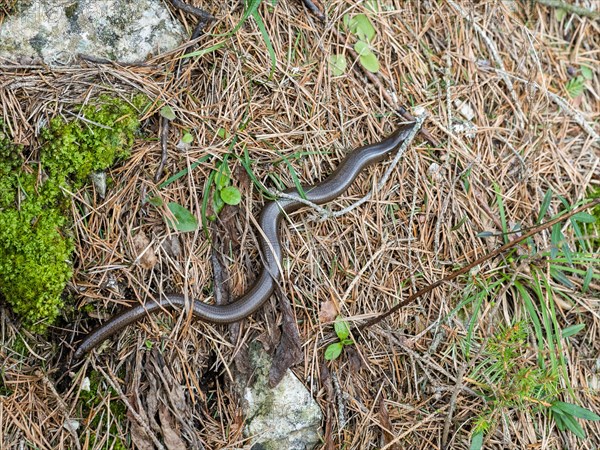 Slow worm (Anguis fragilis), near Tragoess, Styria, Austria, Europe