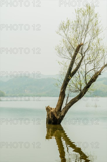 Tree growing in shallow water with reflection in water under overcast sky with mountains in background in South Korea