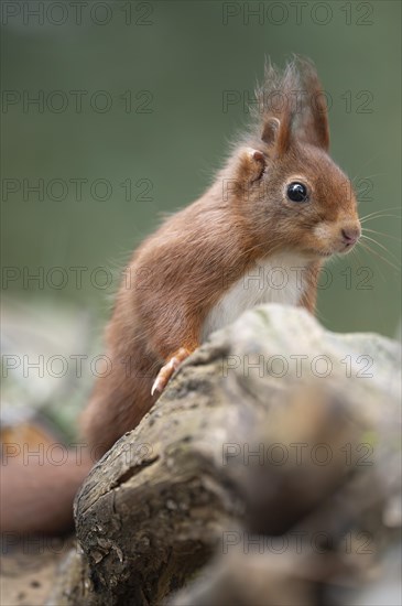 Eurasian red squirrel (Sciurus vulgaris), standing behind a thick branch, looking to the right, brush ears, green blurred background, Ruhr area, Dortmund, Germany, Europe