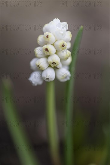 Pearl hyacinth (Muscari botrioides), white form, Emsland, Lower Saxony, Germany, Europe