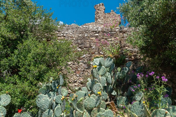 Disc cacti in front of the ruins of Grimaud Castle, Grimaud-Village, Var, Provence-Alpes-Cote d'Azur, France, Europe