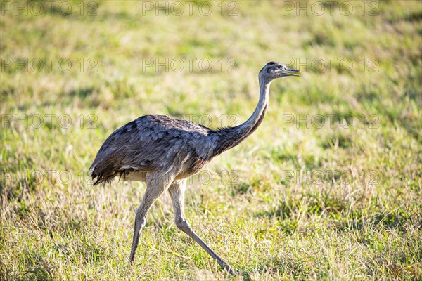 Nandu (Rhea americana) Pantanal Brazil