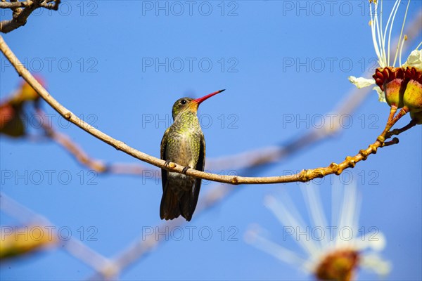 Golden Sapphire Hummingbird (Hylocharis chrysuria) Pantanal Brazil