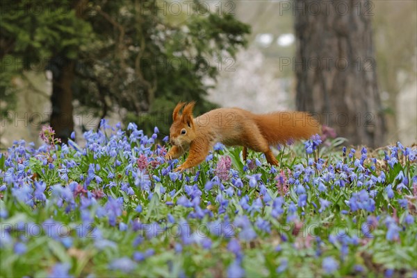 Eurasian red squirrel (Sciurus vulgaris) running across a blue star meadow, Hesse, Germany, Europe