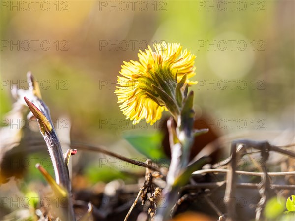 Coltsfoot (Tussilago farfara), Leoben, Styria, Austria, Europe