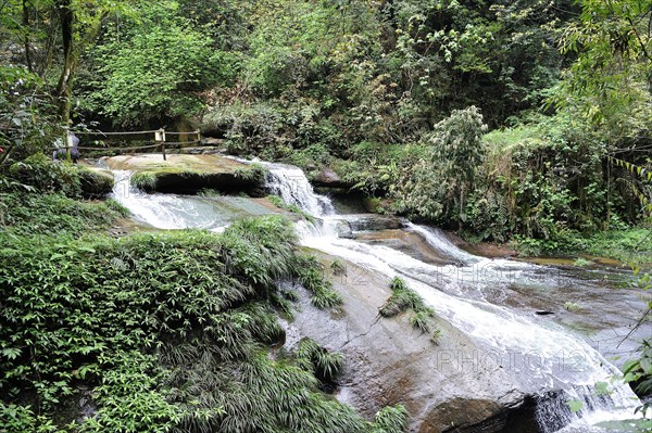 Bifengxia Panda Center, sichuan, china