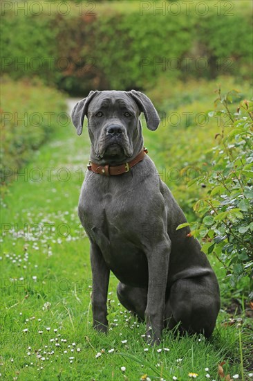 Cane Corso Italiano