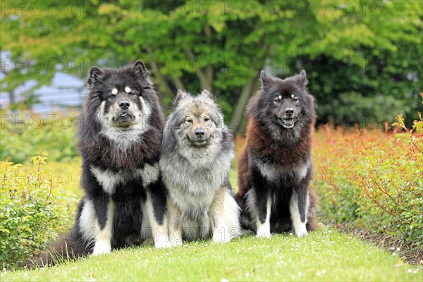 Eurasier