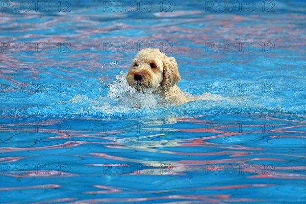 Dog in the water, swimming pool