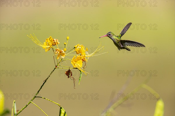 Golden Sapphire Hummingbird (Hylocharis chrysuria) Pantanal Brazil