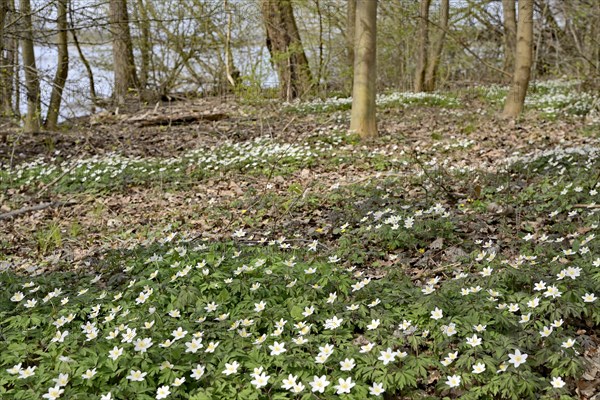 Wood anemone (Anemone nemorosa) blooming between deciduous trees at a lake, North Rhine-Westphalia, Germany, Europe