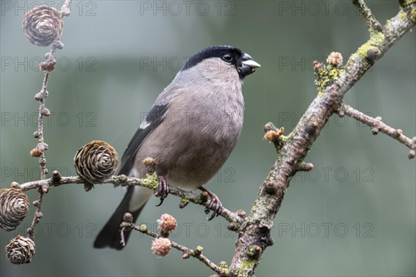 Eurasian bullfinch (Pyrrhula pyrrhula), Emsland, Lower Saxony, Germany, Europe