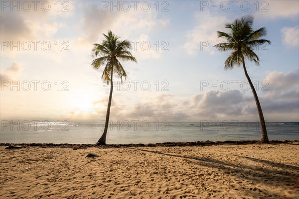 Romantic Caribbean sandy beach with palm trees, turquoise-coloured sea. Morning landscape shot at sunrise in Plage de Bois Jolan, Guadeloupe, French Antilles, North America