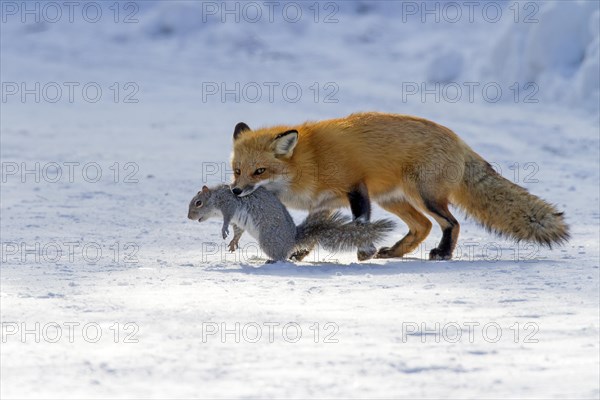 Red fox. Vulpes vulpes. Red fox catching an eastern gray squirrel, sciurus carolinensis. Montreal botanical garden. Province of Quebec. Canada