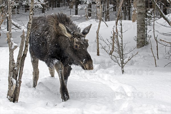 Moose. Alces alces. Nine month old bull moose walking in the snow-covered forest. Gaspesie conservation park. Province of Quebec