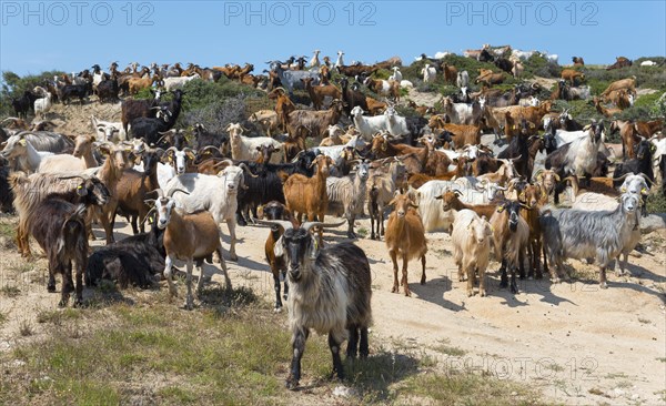 A large herd of goats on a path in natural surroundings, Kriaritsi, Sithonia, Halkidiki, Central Macedonia, Greece, Europe