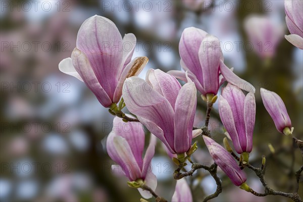 Blossoms of a magnolia (Magnolia), magnolia x soulangeana (Magnolia xsoulangeana), magnolia blossom, Offenbach am Main, Hesse, Germany, Europe