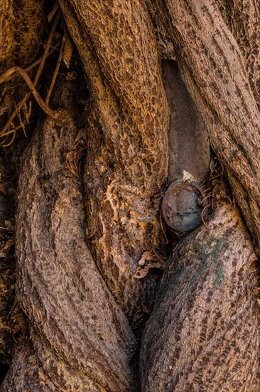 Intricate patterns and rugged texture of a tree bark, in South Korea