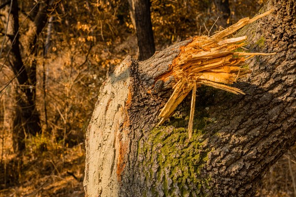 Splintered wood of a broken tree limb with moss showing signs of natural damage, in South Korea