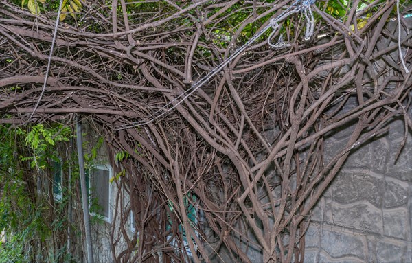 A tangled mass of woody vines creating an intricate pattern against a wall, in South Korea