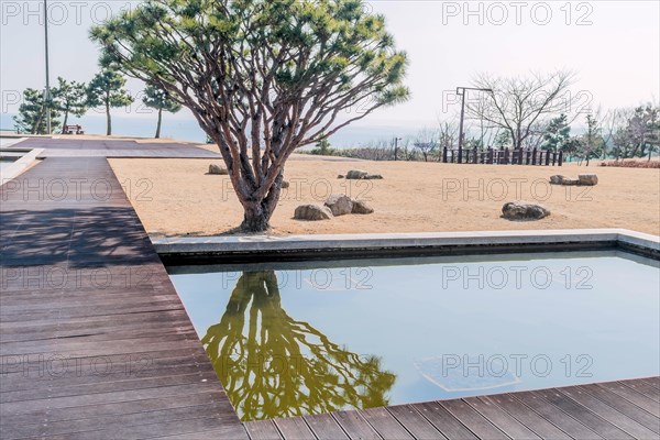 Calm scene of a pine tree with its reflection in a water feature beside wooden decking, in South Korea