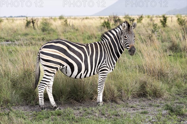 Plains zebra (Equus quagga), Madikwe Game Reserve, North West Province, South Africa, RSA, Africa