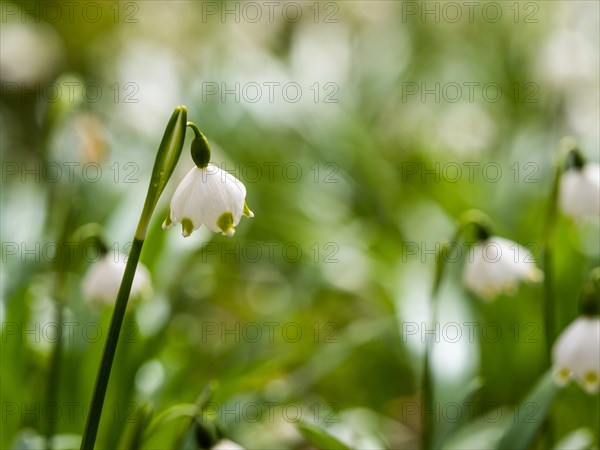 Spring snowdrop (Leucojum vernum), March snowdrop, March bell, large snowdrop. Amaryllis family (Amaryllidaceae), Jassing, Styria, Austria, Europe