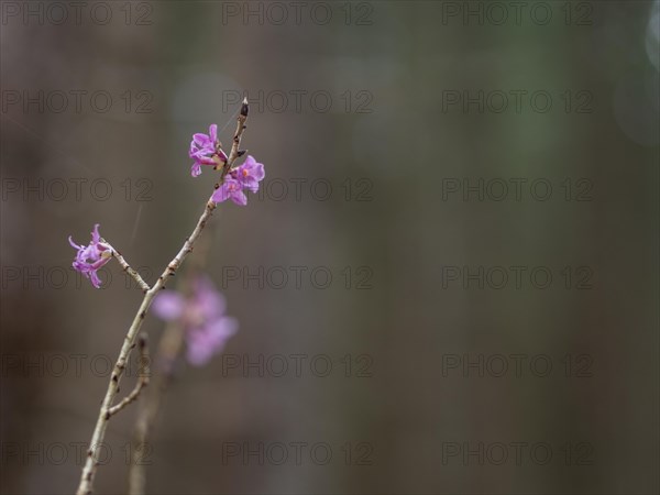 Mezereon (Daphne mezereum), near Tragoess, Styria, Austria, Europe