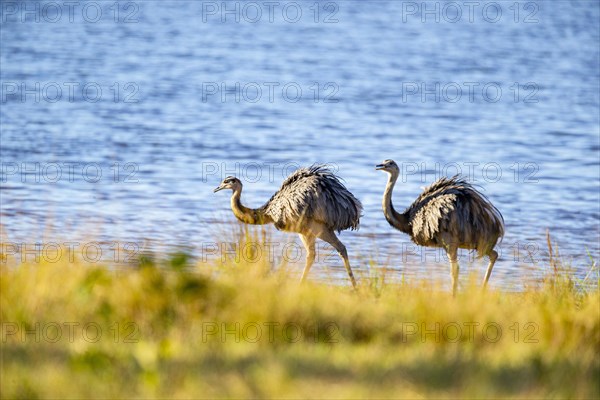 Nandu (Rhea americana) Pantanal Brazil