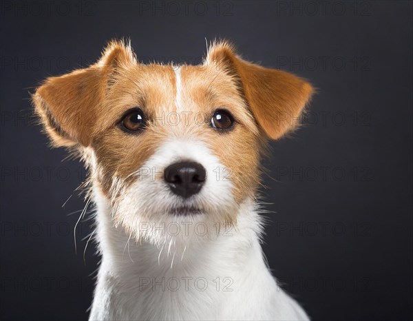 Dog, Jack Russell Terrier, portrait, head only, puppies, dark background, AI generated, AI generated