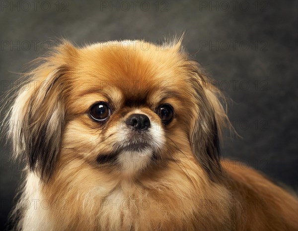 Dog, Pekingese, portrait, head only, puppies, dark background, AI generated, AI generated