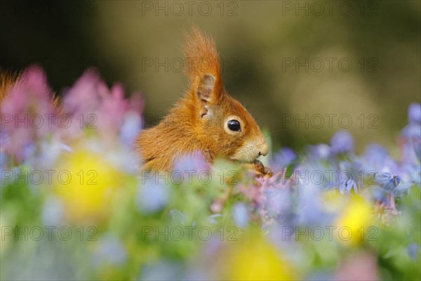 Portrait of eurasian red squirrel (Sciurus vulgaris) with hazelnut in a meadow with daffodils, Hesse, Germany, Europe