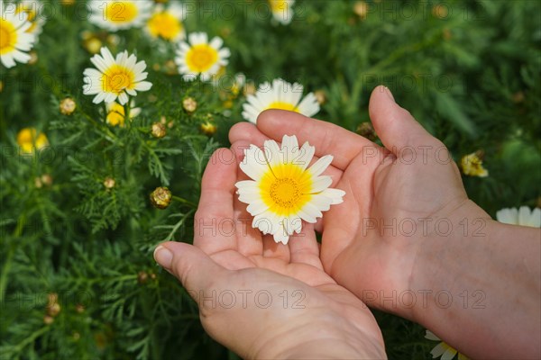 Woman holding a beautiful white and yellow daisy in her hands in the field