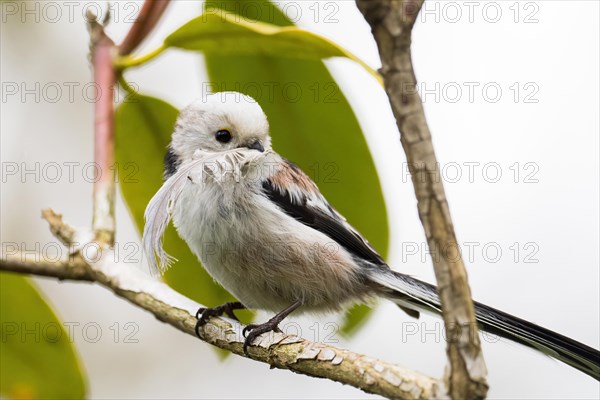 Long-tailed Tit (Aegithalos caudatus) with a feather in its beak sitting on a branch, Hesse, Germany, Europe