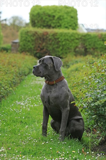 Cane Corso Italiano