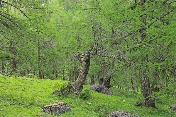 Larch forest, Hohe Tauern National Park, Tyrol, Austria, Europe