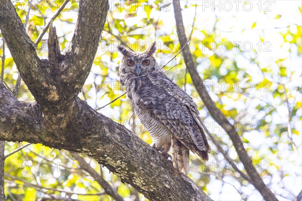 Virginia eagle owl (Bubo virginianus) Pantanal Brazil