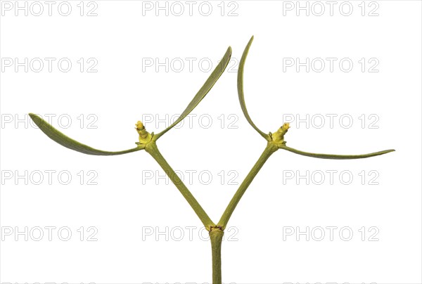 Female flowers of the pine mistletoe (Viscum laxum), a shoot hemiparasite, Valais, Switzerland, Europe