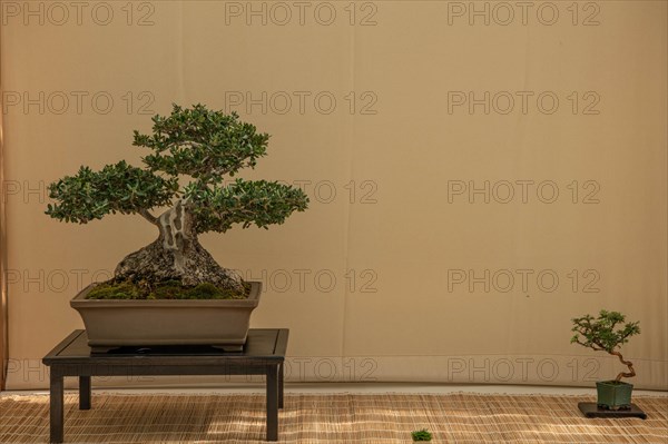 Bonsai