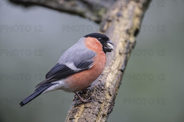 Bullfinch, eurasian bullfinch (Pyrrhula pyrrhula), Emsland, Lower Saxony, Germany, Europe