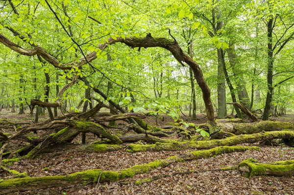 Near-natural deciduous forest, moss-covered deadwood, in spring, Barnbruch Forest nature reserve, Lower Saxony, Germany, Europe