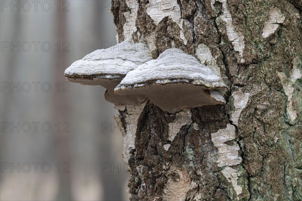 Tinder fungus (Fomes fomentarius), fruiting body on a downy birch (Betula pubescens) trunk, Lower Saxony, Germany, Europe