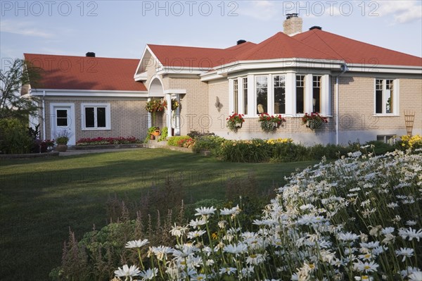 Tan brick with white trim home and landscaped front yard with white Leucanthemum vulgare, Oxeye Daisy flowers in border in summer, Quebec, Canada, North America