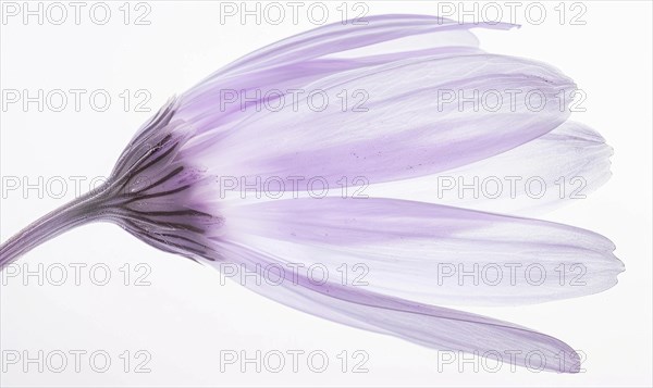 Pale purple chamomile flower on white background, closeup AI generated